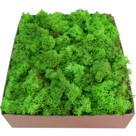 Mech Chrobotek Jasny Skrawki