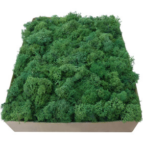 Mech Chrobotek Ciemny Skrawki