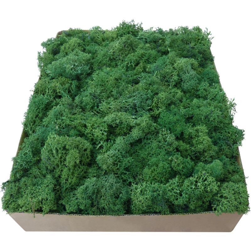 Mech Chrobotek Ciemny Skrawki